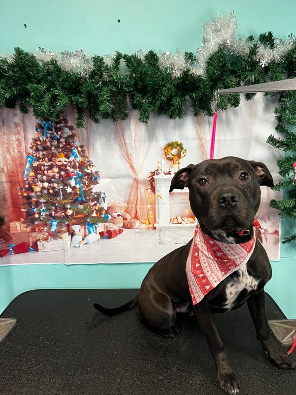 An American staff posing after his groom was completed.