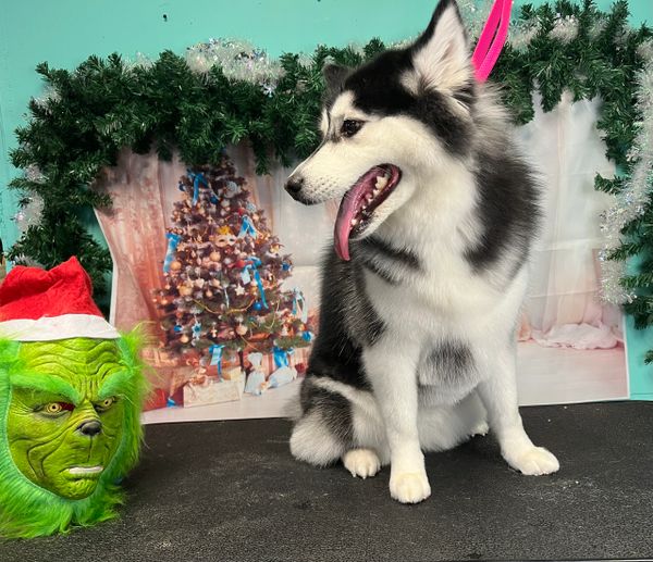 Husky and the grinch starring eachother down.