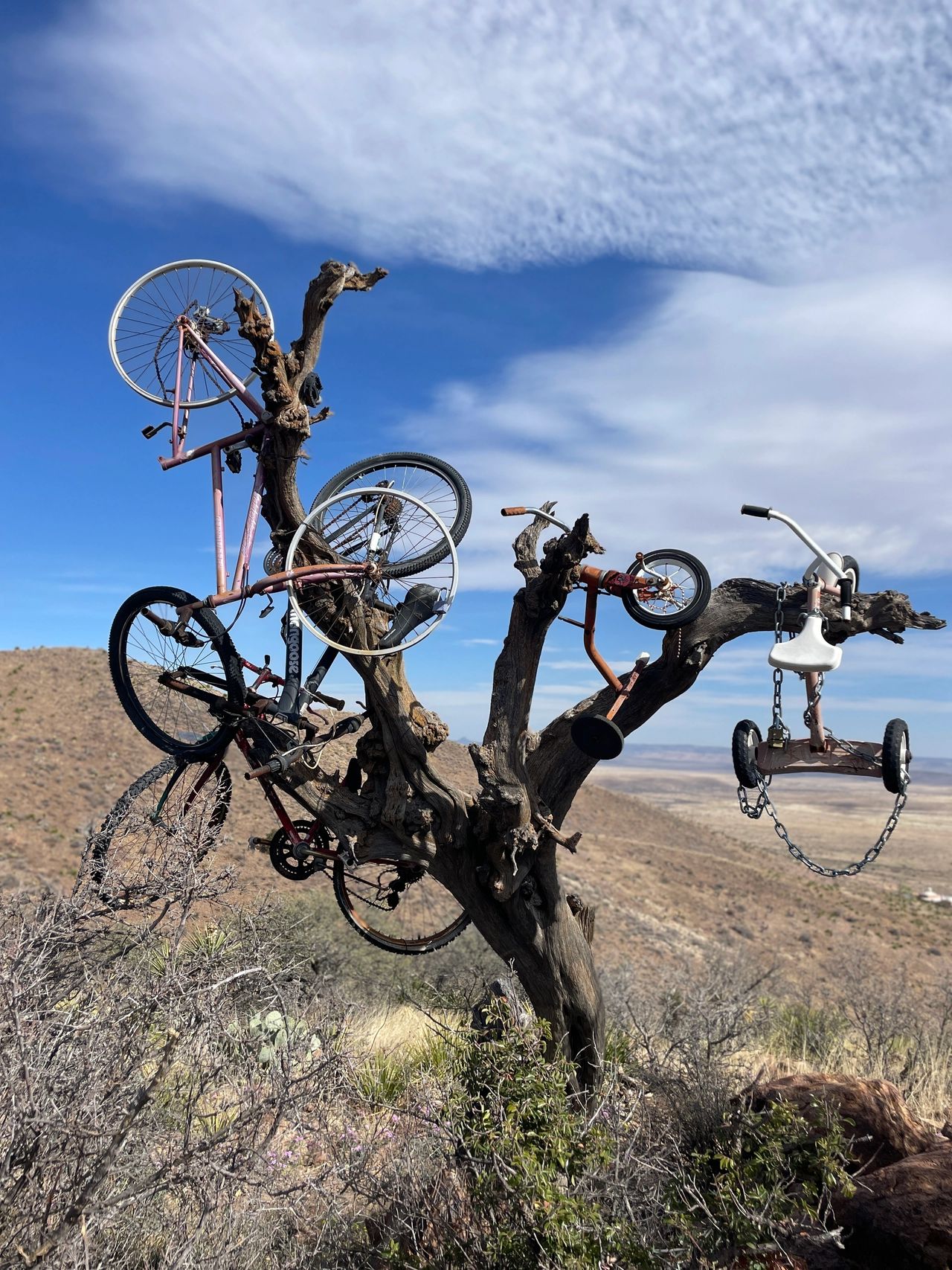 The bicycle tree on the Hancock Hill hike in Alpine