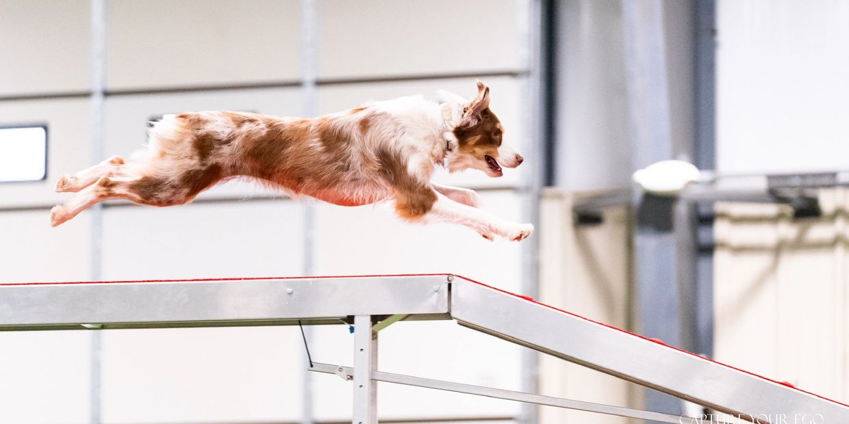 A dog mid-air jumping off an agility ramp indoors.