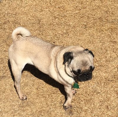 A small pug standing on dry grass in bright sunlight.