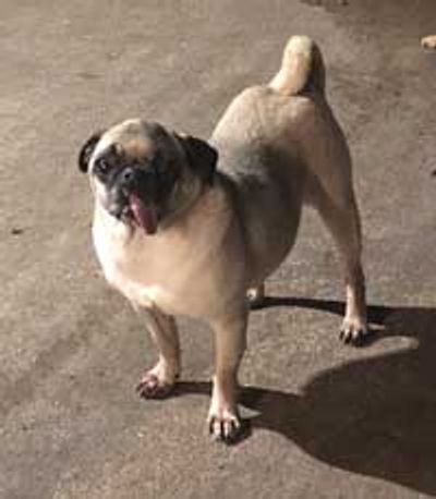 Pug Rescue