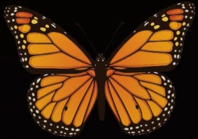 Mariposa Resources