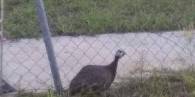 Guinea hen