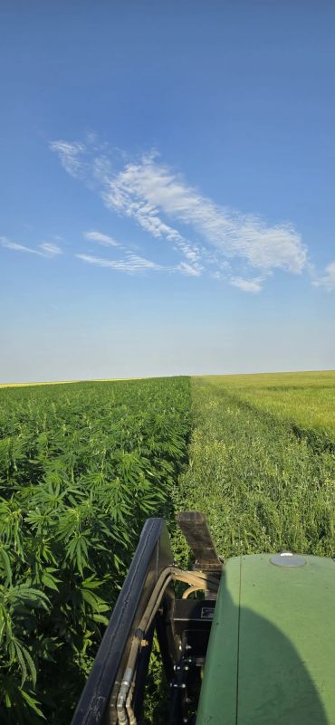 Tractor driving between two different crop fields under a clear blue sky.