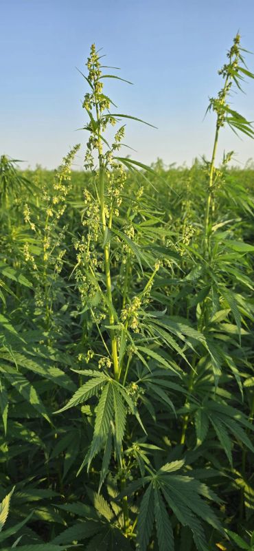 Green cannabis plants growing under blue sky.