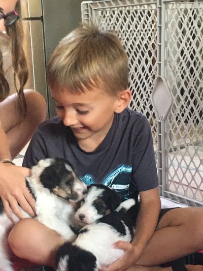 Young boy happily cuddling two small puppies indoors.