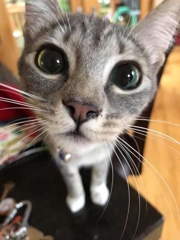 Cat Sitting for this curious young cat is so comical 