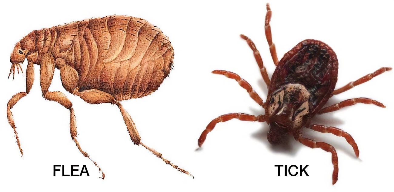 Flea and Tick Prevention