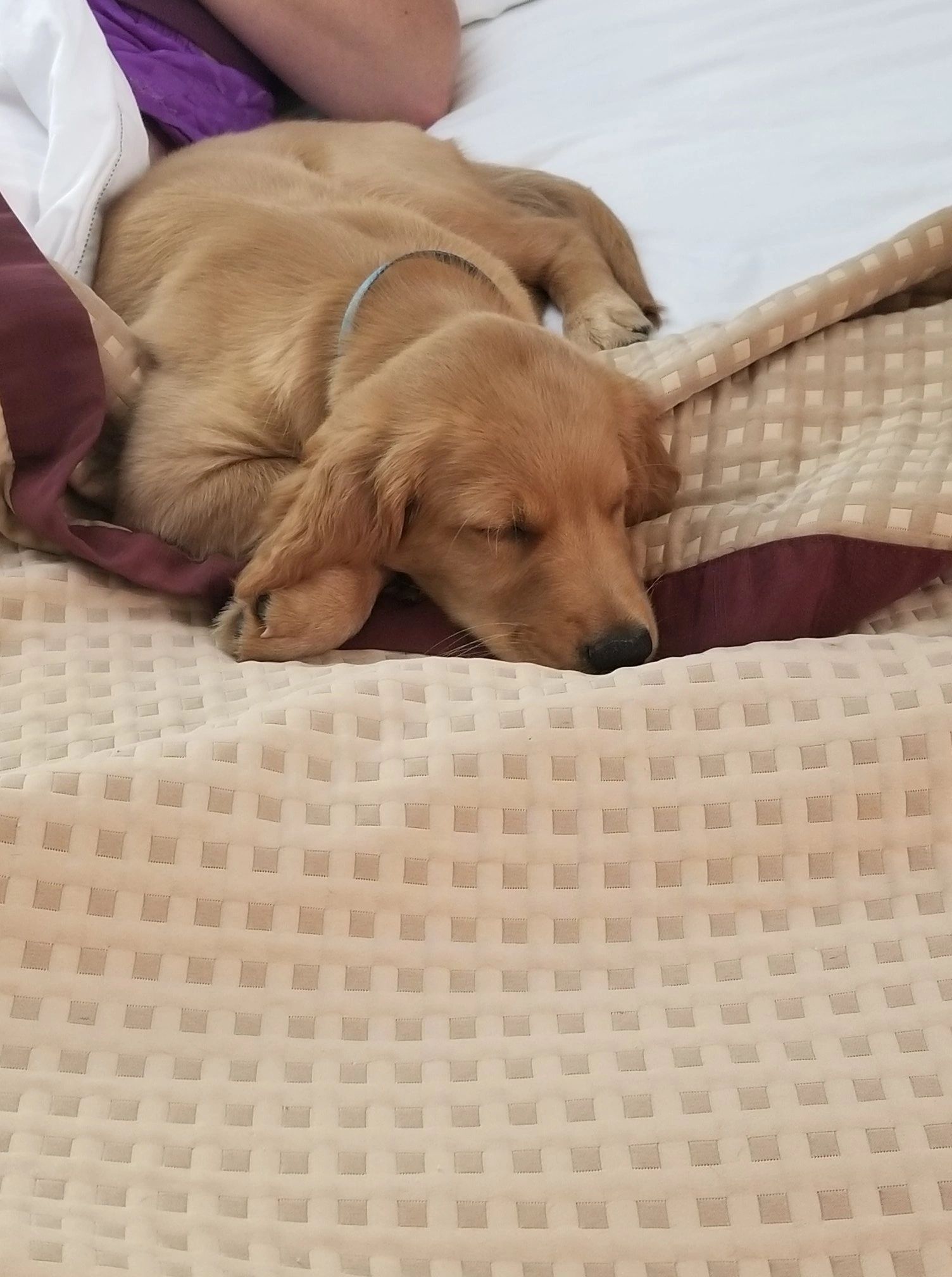 Bailey's Best Care Pet Transport