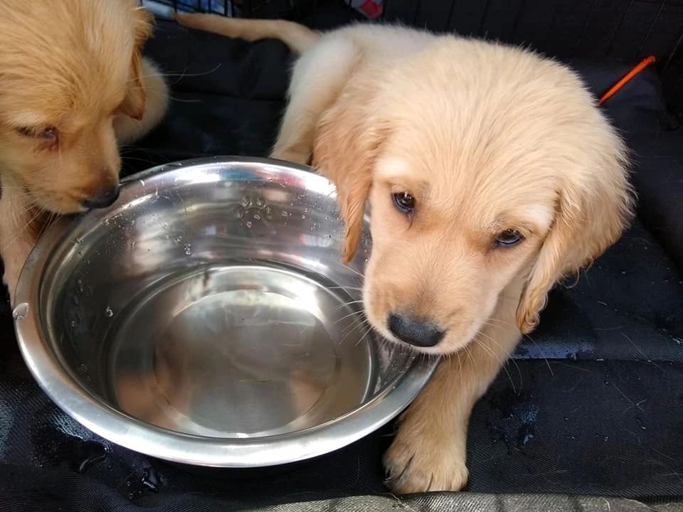 Bailey's Best Care Pet Transport