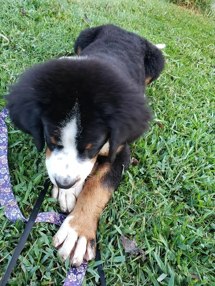 Bailey's Best Care Pet Transport