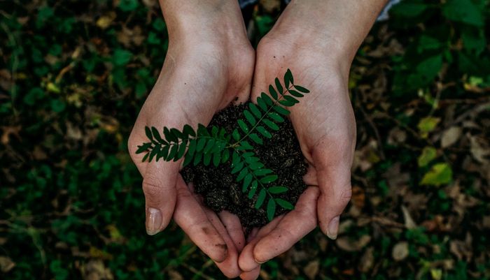 Hands with tree growing