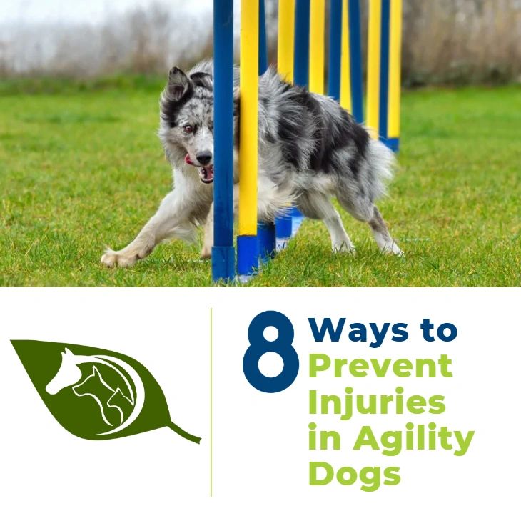 LGS Guide 8 Ways to Prevent Injuries in Agility Dogs