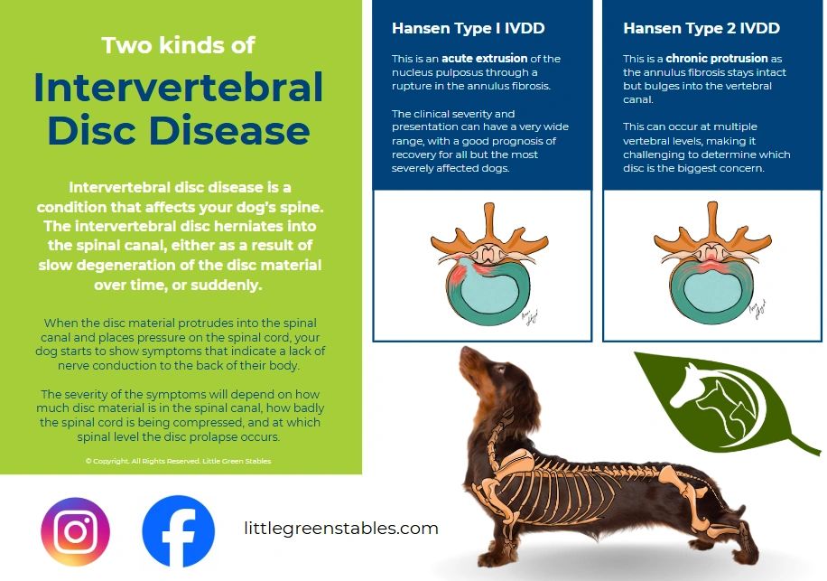 Canine IVDD Poster