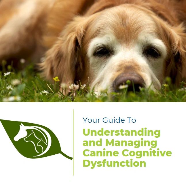 LGS Guide To Understanding and Managing Canine Cognitive Dysfunction