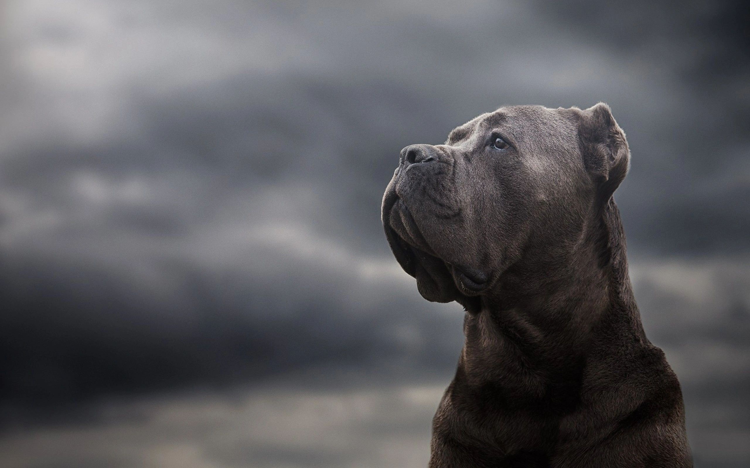 Cane Corso: The Faithful Guardian - Nature & Care