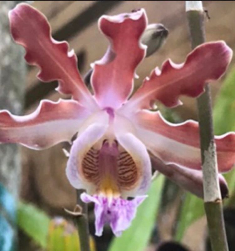 Schomburgkia grandiflora orchids species. 