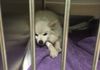 Princess at vet after tumor removal