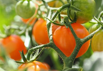 Cherry tomatoes, photo credit, Michael Cummings