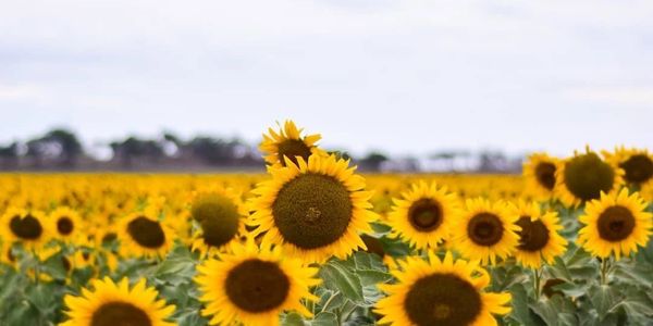 Sunflower farm darling downs allora 