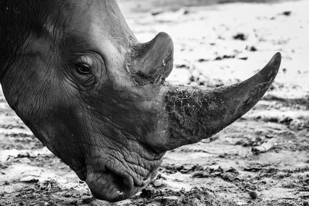 Rhino Conservation.  Photo credit: Charlie Dailey.