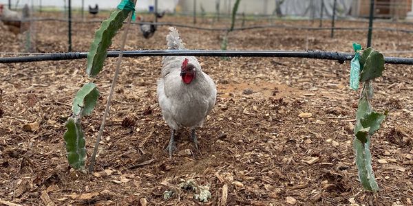 Pasture range hen enjoying her freedom at Filomena Family Farms, Temecula CA.