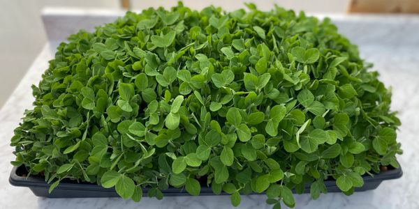 Organic microgreens grown at Filomena Family Farms, Temecula California. Pea microgreen 