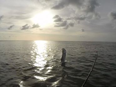 Amazing tarpon jump into the sunset. Tarpon are known for their jumps, size, and hard fight