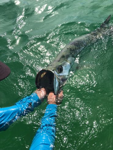 Getting your hands on a huge Tarpon is an experience like no other. May and June are the best months