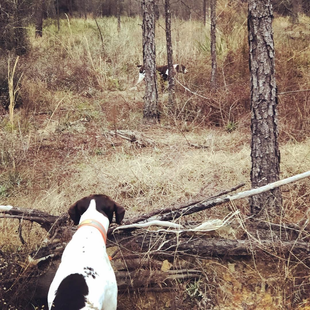Hardscrabble Plantation