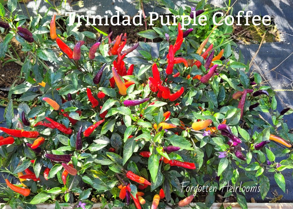 Trinidad Purple Coffee Pepper