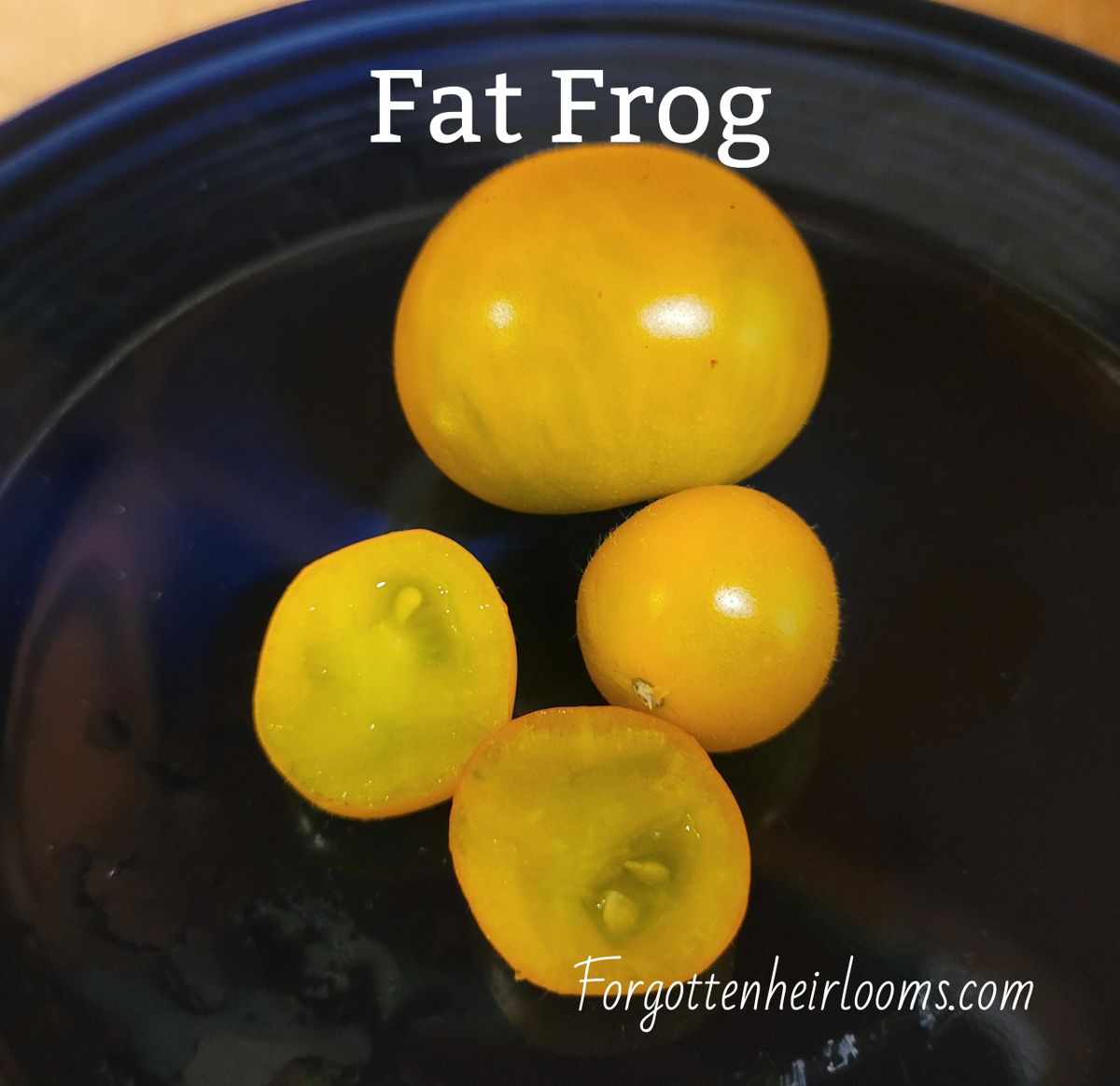 Micro Dwarf Fat Frog