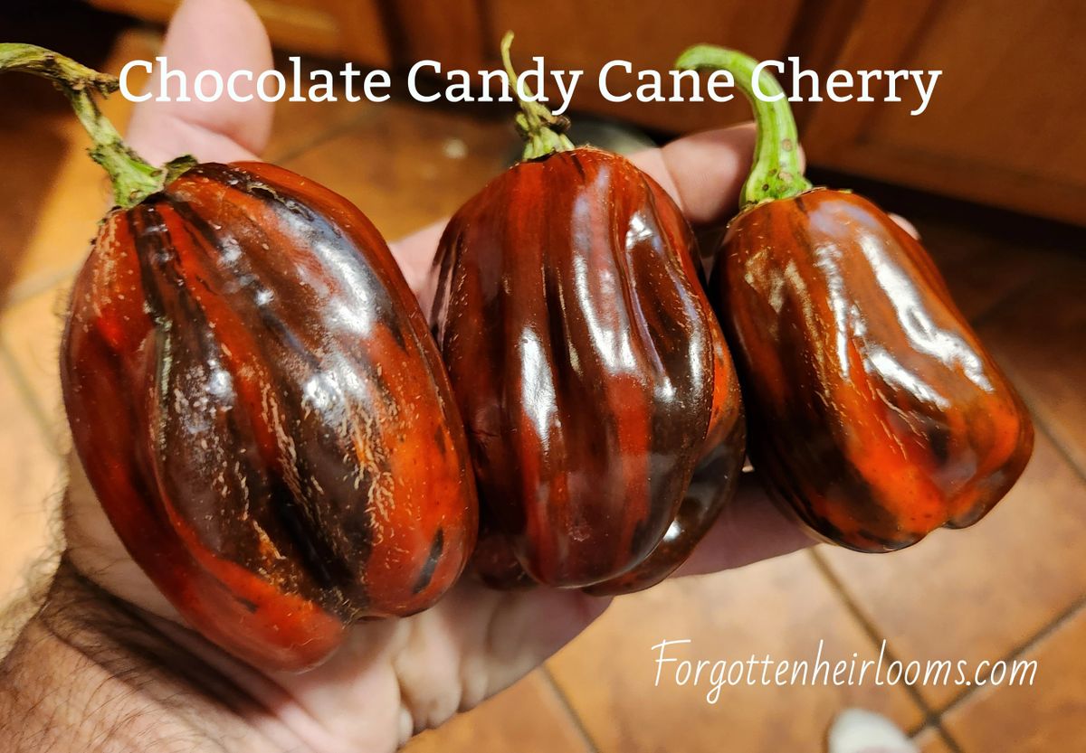 Candy Cane Chocolate Cherry