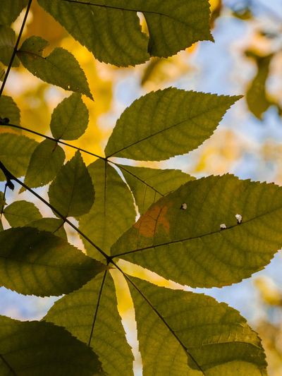 Image of Ash Tree leaves. Royalty-free stock photo from Pexels.