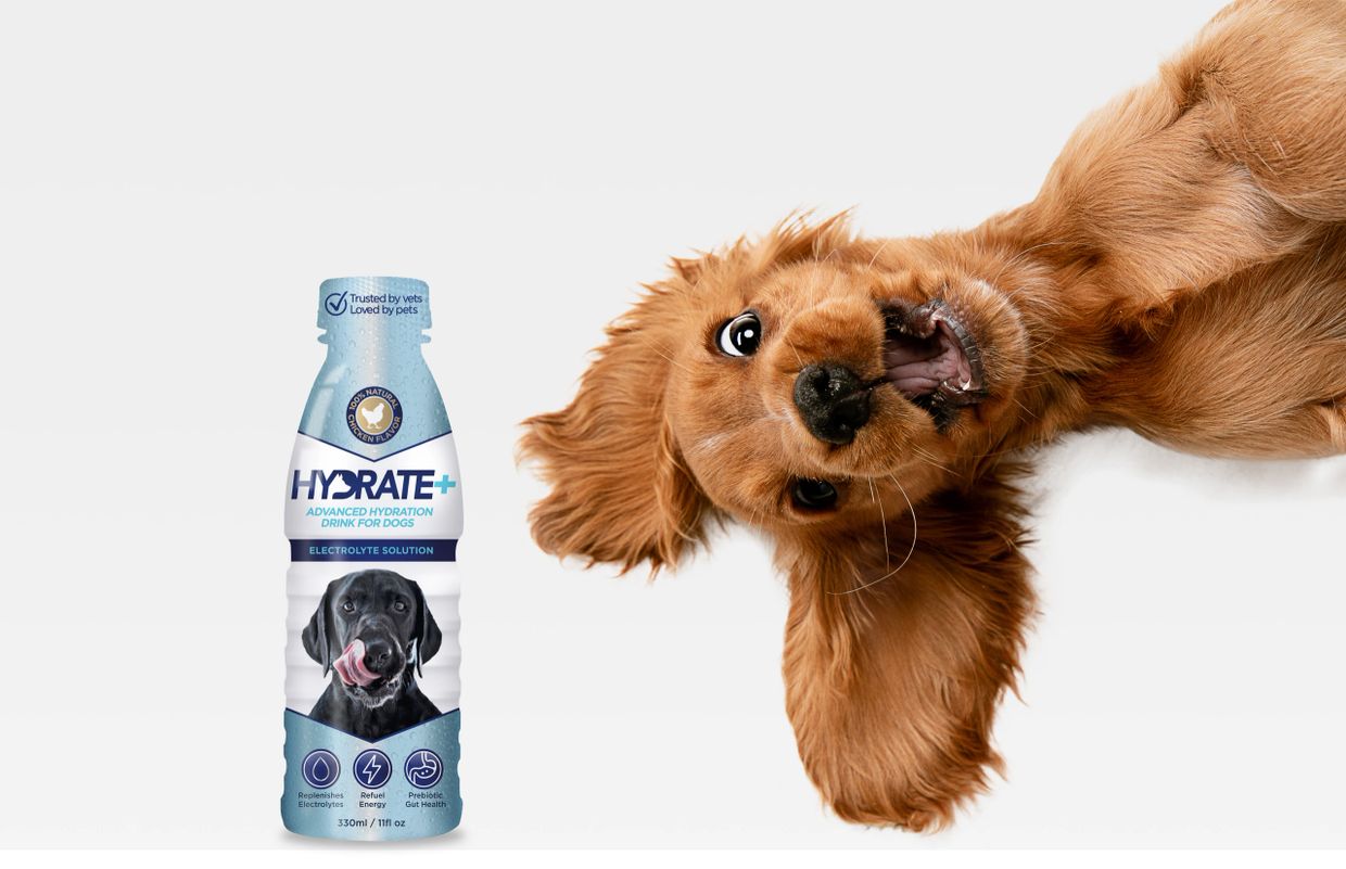 how do you hydrate a dog