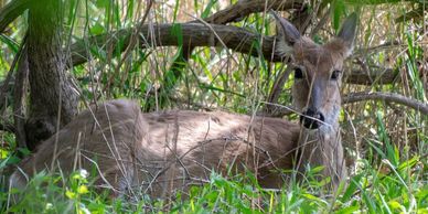 Wildlife in the wetlands on the north shore of the lake. 