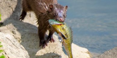 Wildlife at Cedar Lake. 