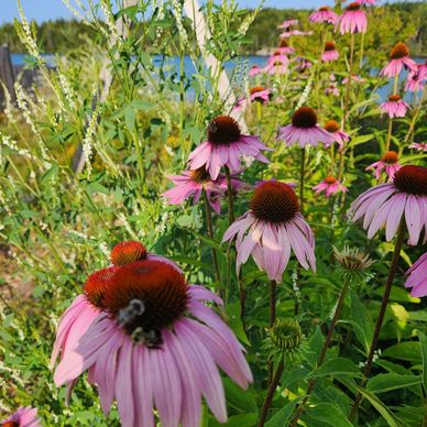 Purple coneflowers with a bee on one of them.