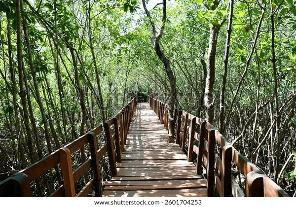 mangrove.webp