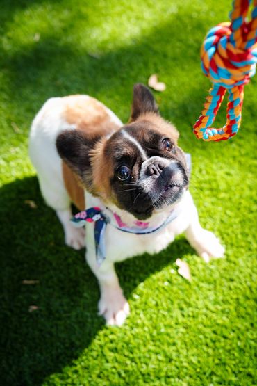 French Bulldog looks up excitedly at a colorful rope toy on green grass.