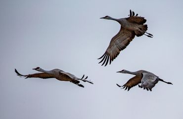Three sandhill cranes flying in close formation