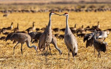 Two sandhill cranes in a conversation in the morning light
