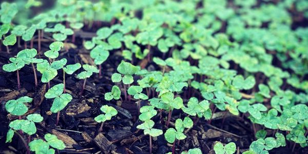 cover cropping with Barley