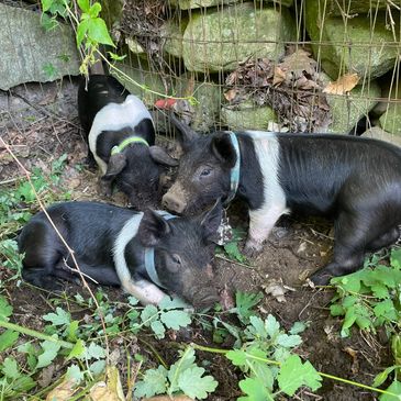 Happy piglets raised outside in forested areas of our farm