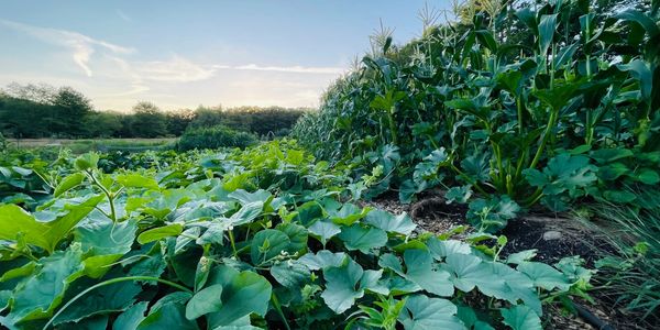 Growing vegetables using the three-sisters method