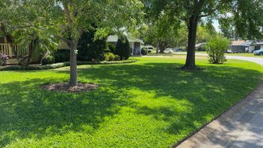 Well-maintained green lawn with trees and shrubs in a suburban neighborhood.