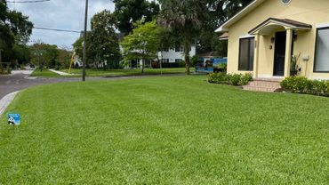 A well-maintained green lawn in front of a yellow house on a residential street.