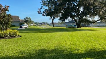 A sunny suburban neighborhood with green lawns and scattered trees.