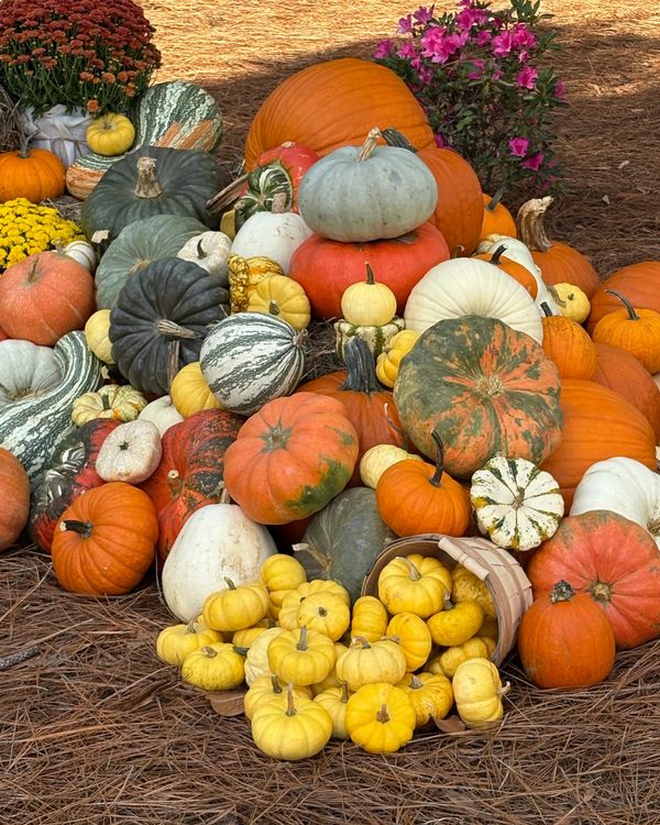 Custom Photo backdrop with pumpkins at Riverlights by Southern Porch Design Co.
